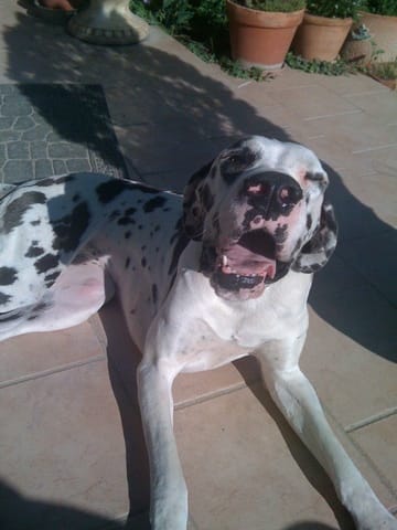 Concours de beauté chien !