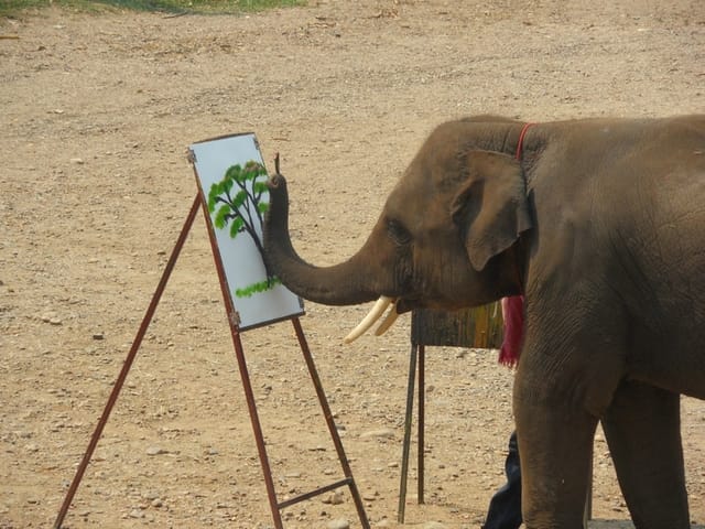 Les animaux de veritables artistes !!!