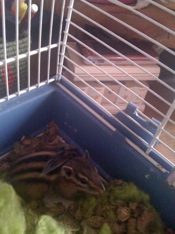 A tout les passionnés d'écureuil !!!!!