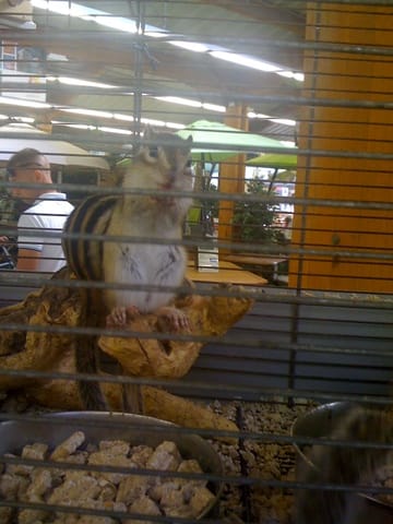 Ecureuils en animalerie dans des conditions scandaleuses 