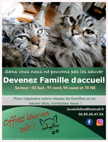 LA VOIE FELINE RECHERCHE DES FAMILLES D'ACCUEIL 92 région parisienne
