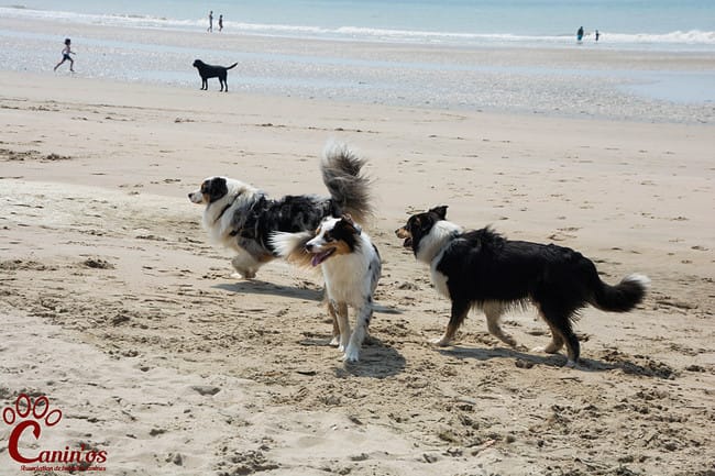 Canin'os Association de balades canines