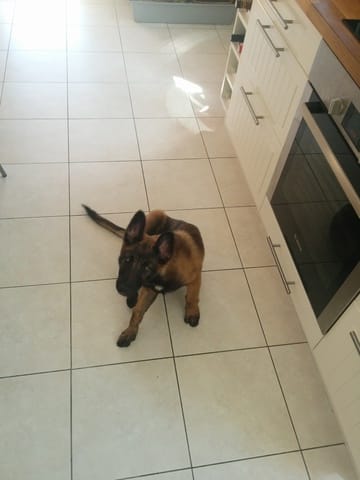 présentation de ma malinoise croisé berger allemand