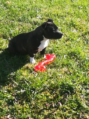 Conseil Staffie Petit