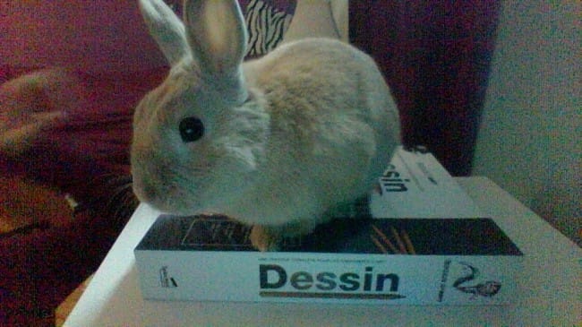 race de mon lapin