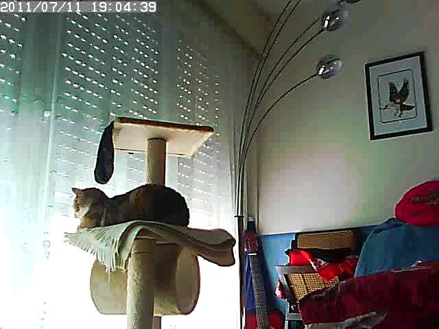 chat mange dans la gamelle de l'autre