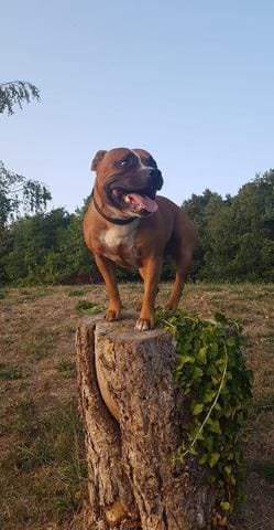 Male Staffordshire Bull Terrier