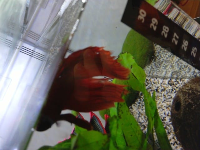 Trous dans les nageoires?