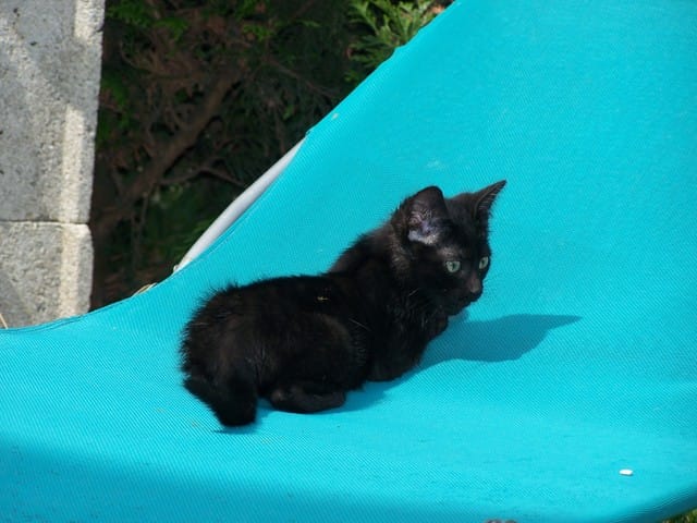 Photo animaux
