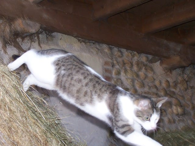 Pourquoi mon chat ne grossit pas ?