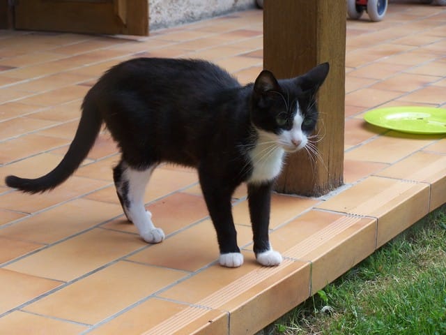 Petite chatte à donner S.V.P urgent