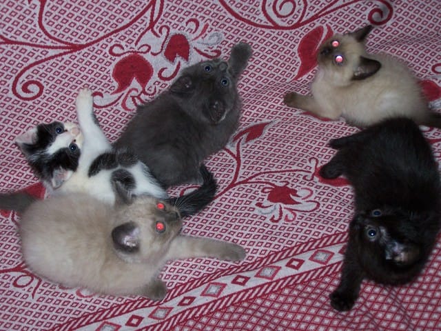 Les chats aiment l'eau ?