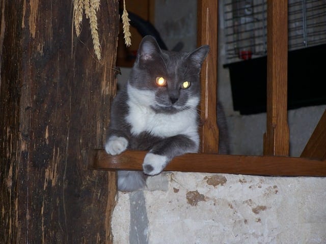 Les poils de chats partout ! Help me :)