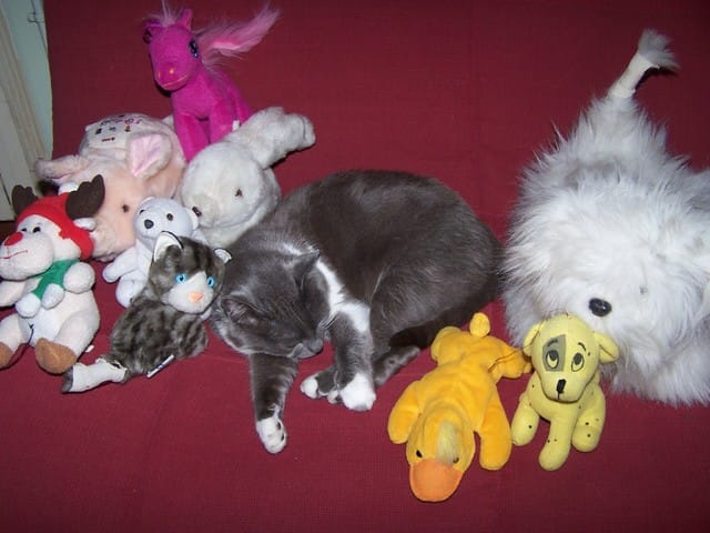 Toutes les photos que vous adorez de vos petits compagnons à quatres pattes :D
