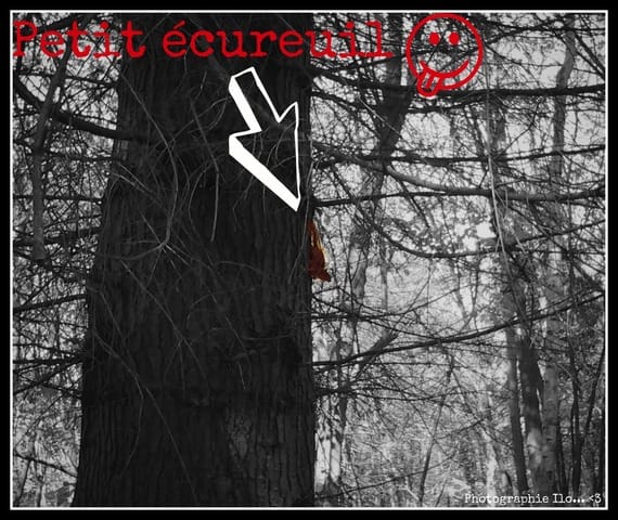 Voilà la photo d'un écureil ! :D