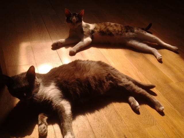 Nos animaux sur Youtube... besoin d'aide et de conseils ^^