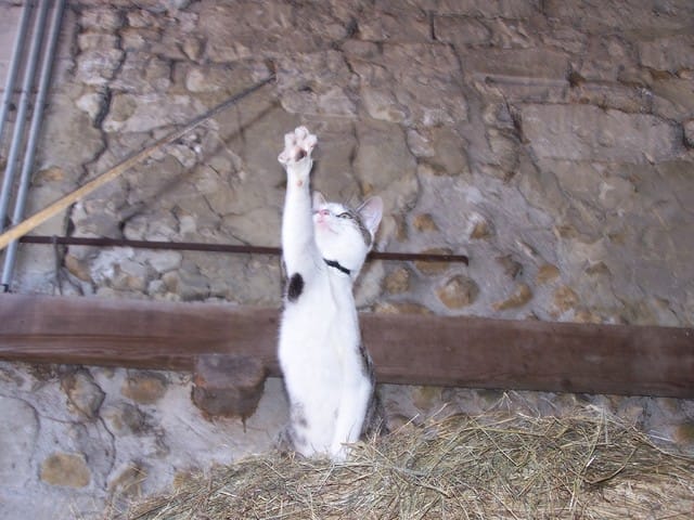 Créez une BD de vos animaux sur ce poste ;D 