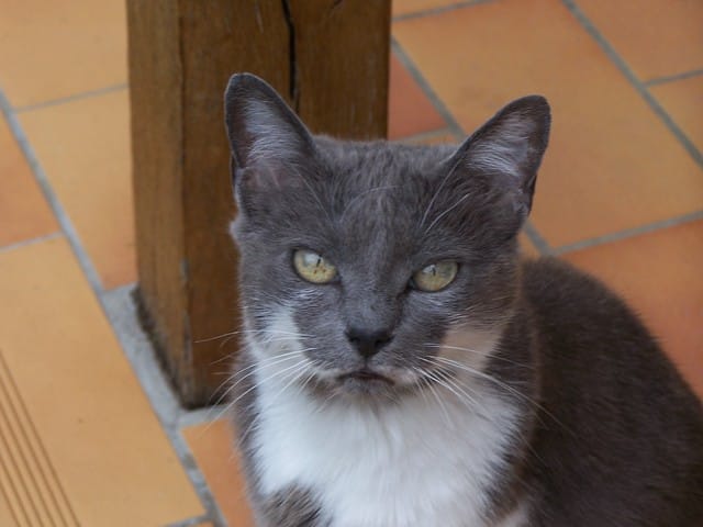 Les tours que j'ai appris à mon chat ! ;D