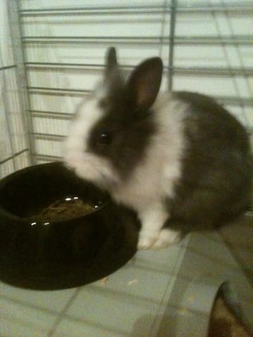 Ma lapine urine sur le lit, comment arrêter cela ? :/