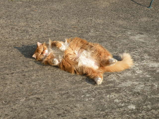 Help ! Mon chat ne se lave plus à l'arrière!