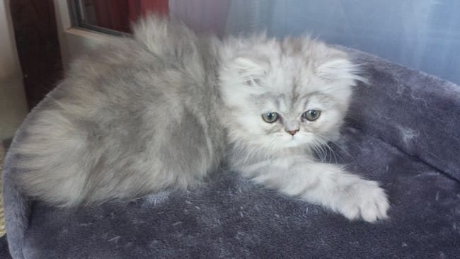 De quel couleur est mon chaton persan