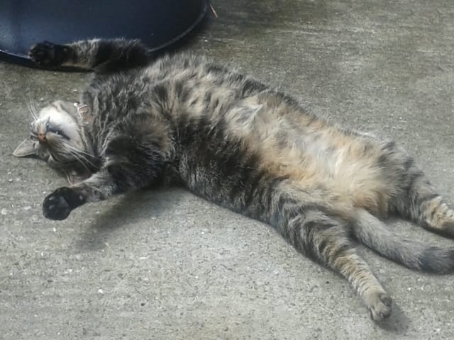 Mannequinat pour animaux