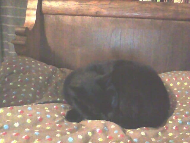 Un petit mot pour un chat formidable qui n'est plus parmis nous