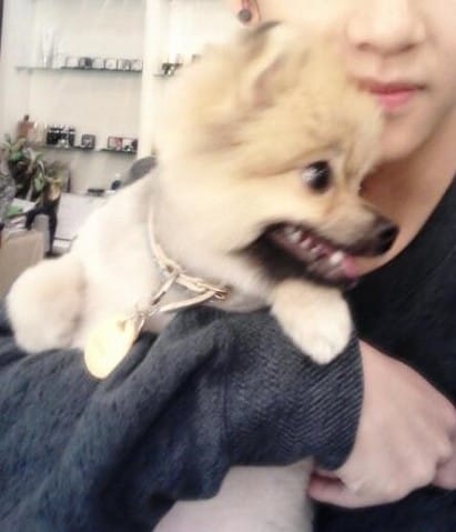 J'aimerais connaître la race de se chien :