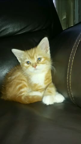 Tenter de dessiner mon chaton
