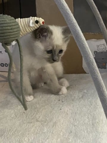 Choix entre 2 chatons sacré Birmanie