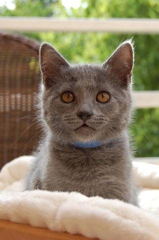 Venez présenter votre Chartreux