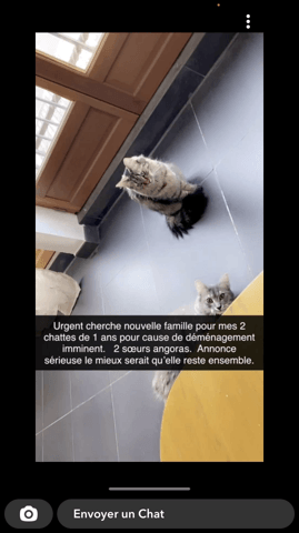 Donne chat urgent déménagement imminent