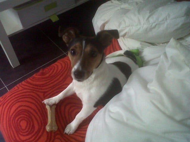 Recherche mari pour une Jack Russel