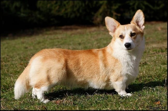 Welsh Corgi Pembroke
