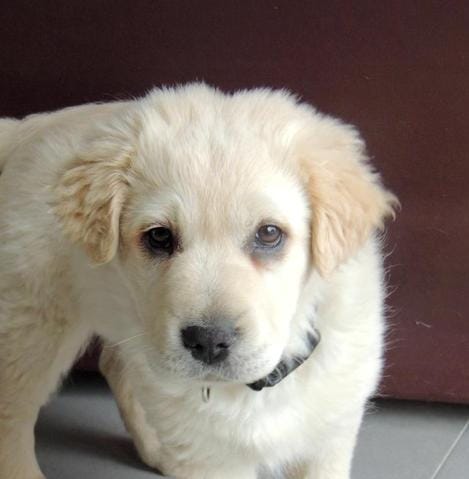 Samoyede ou labrador??
