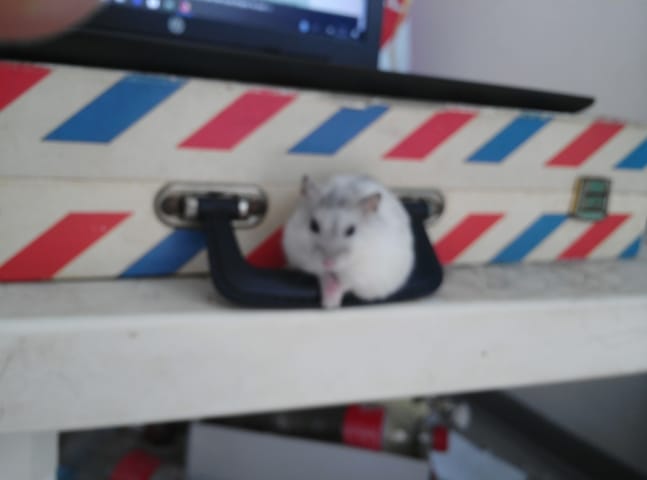 Parlez de vos hamster!