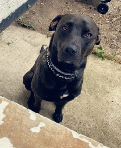 Le croisement de mon chien ?