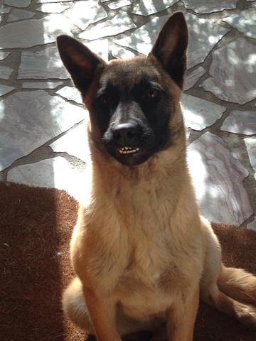 taille de mon malinois