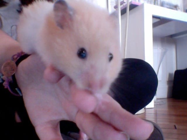 Venez découvrir le site de mon hamster !