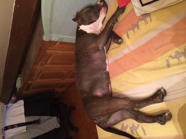 Avis sur ma chienne 