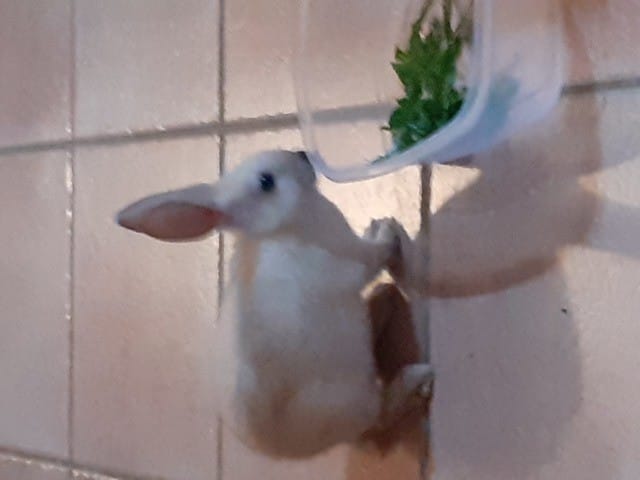 QUELLE EST LA RACE DE MON LAPIN