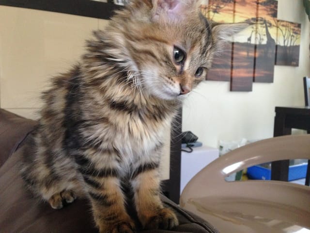 Ce chat est-il un maine coon?