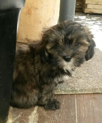 un jolie nom pour une jolie lhassa