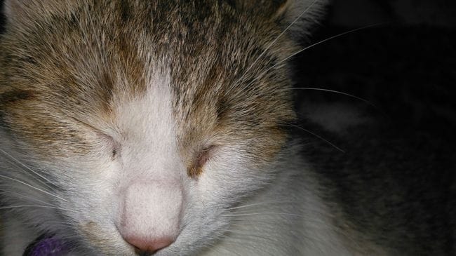 Coin d'oeil du chat enflé