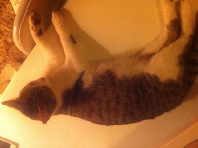 Quand ma chatte va accouchée ?