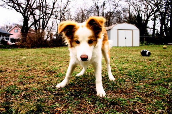 Où trouver des éleveurs de Border Collie ? 