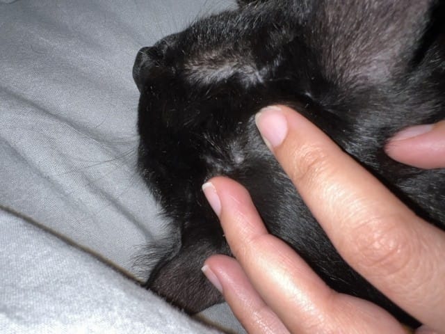 Petite boule blanche / transparente sur mon chaton