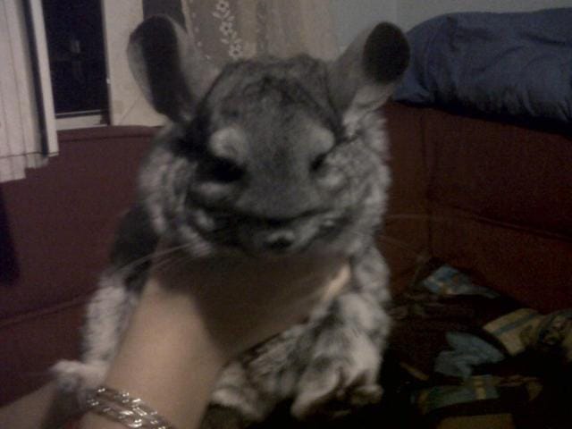 Mon chichi de 8ans peut elle encore se reproduire ?