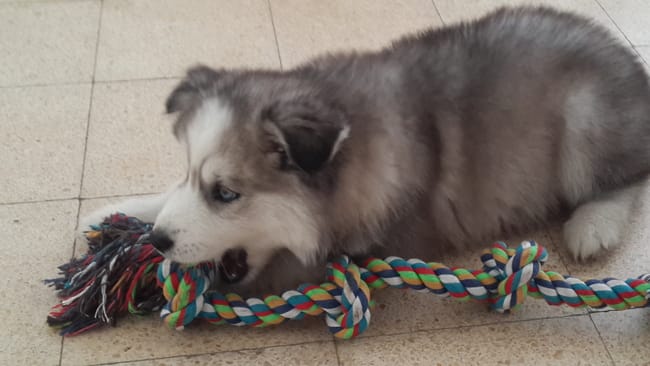 souvenirs d'un autre chien ....