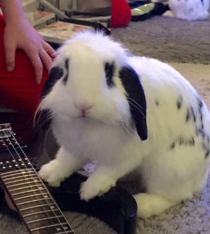 Lapin Bélier à adopter